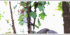 GIF 190x50 242.3kb